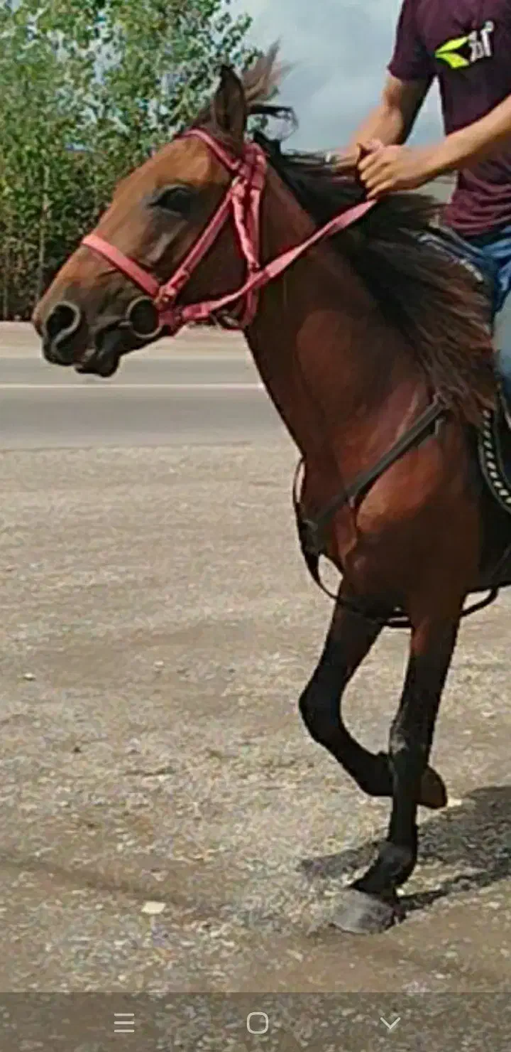 اسب دزدیده شده...|حیوانات|صومعه‌سرا, |دیوار