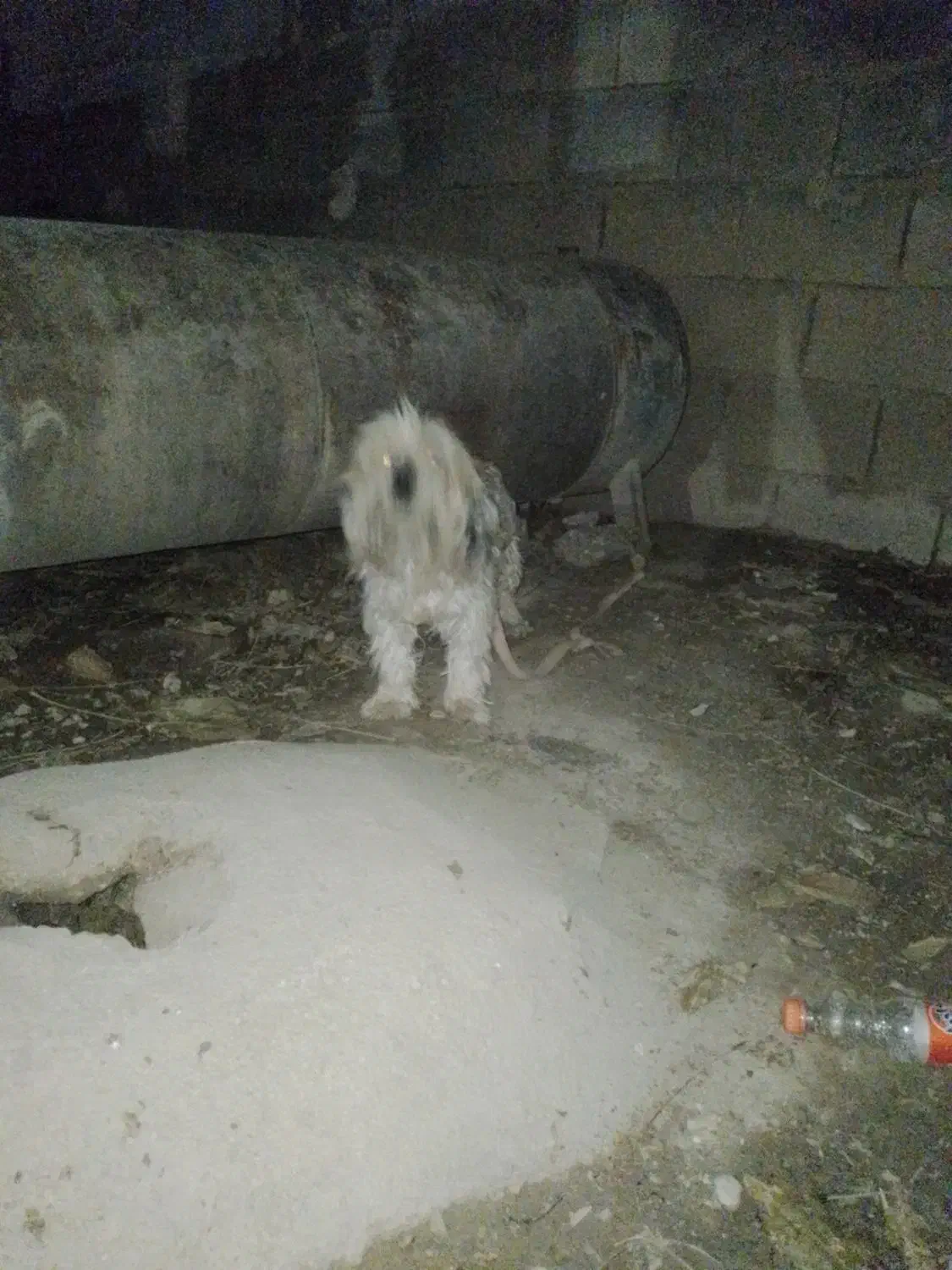 سگ پاکوتاه|سگ|آشخانه, |دیوار