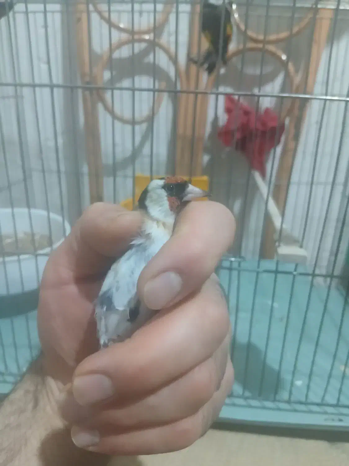 دو تا پرنده خونگی نر بخون سهره دو ماه قفس|پرنده|اسکو, |دیوار