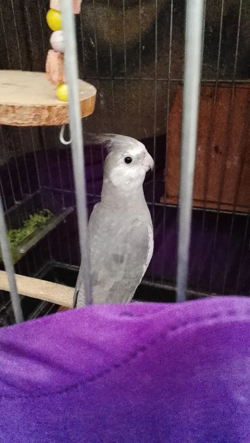 عروس هلندی|پرنده|پاکدشت, پاکدشت (مامازند)|دیوار