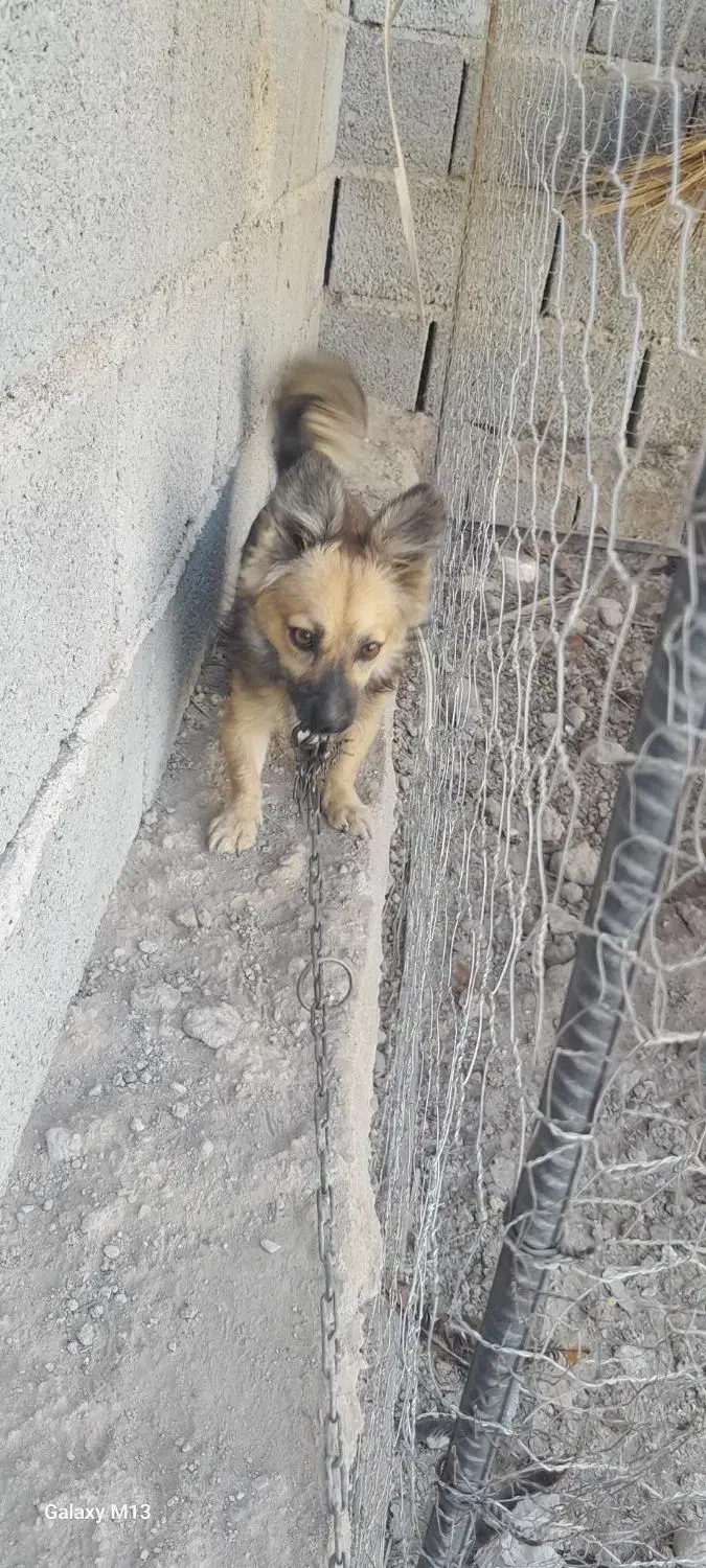 واگذاری سگ اشپیتس|سگ|جیرفت, |دیوار