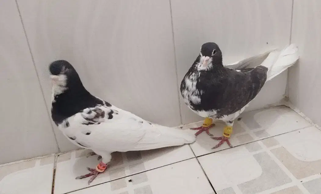 شهری یالی|پرنده|مرودشت, فرهنگ|دیوار