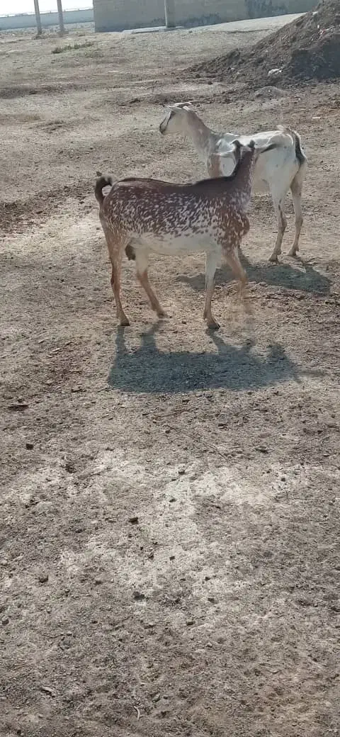 بز داشتی|حیوانات مزرعه|برازجان, |دیوار