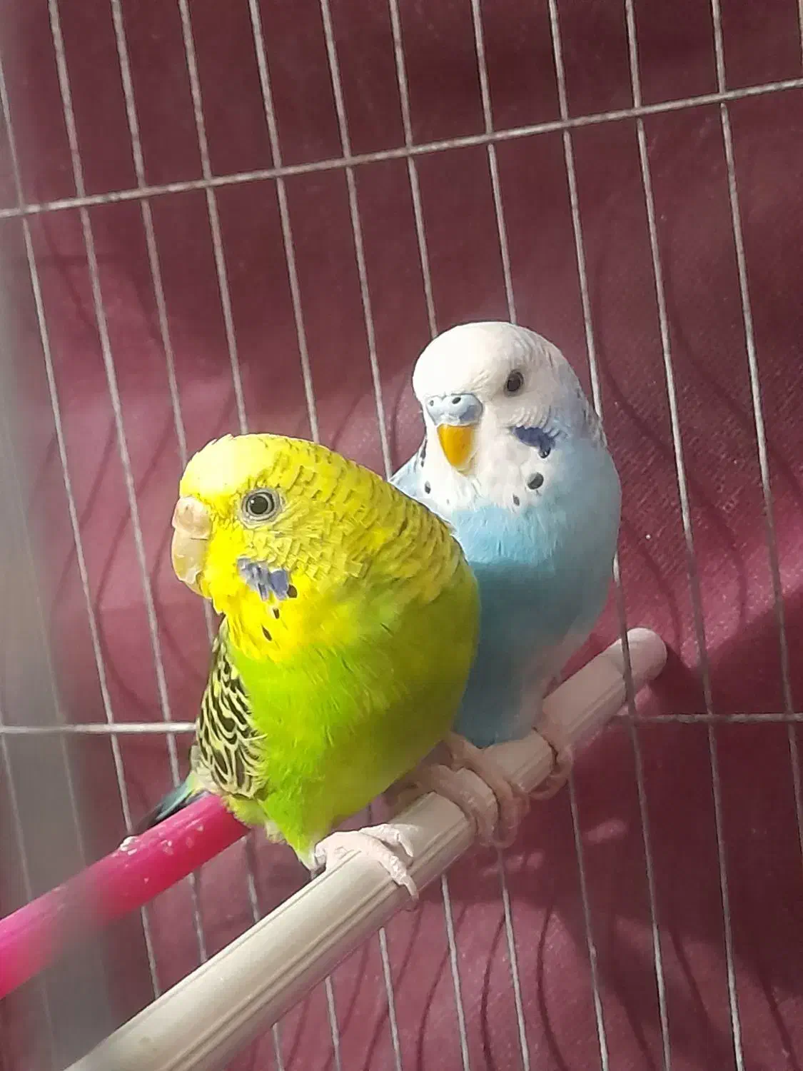 مرغ عشق مولد|پرنده|گنبد کاووس, |دیوار