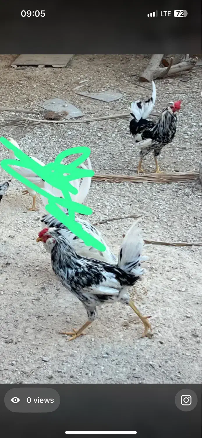 مرغ و خروس محلی|حیوانات مزرعه|بندر دیر, |دیوار