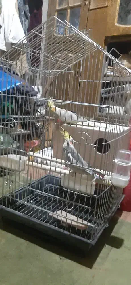 عروس هلندی.|پرنده|نیمروز, |دیوار