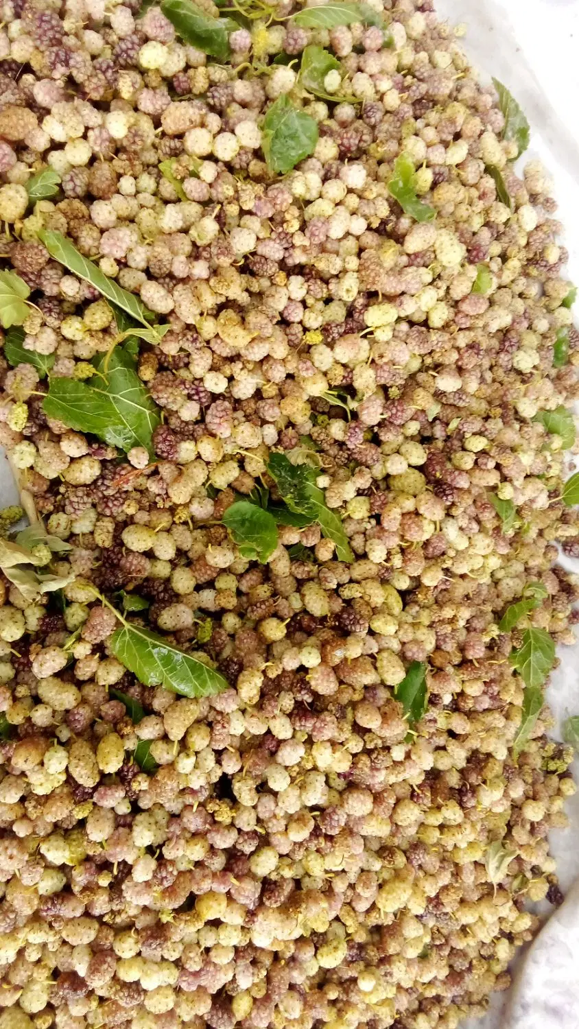 توت سفید|خوردنی و آشامیدنی|بدره, |دیوار