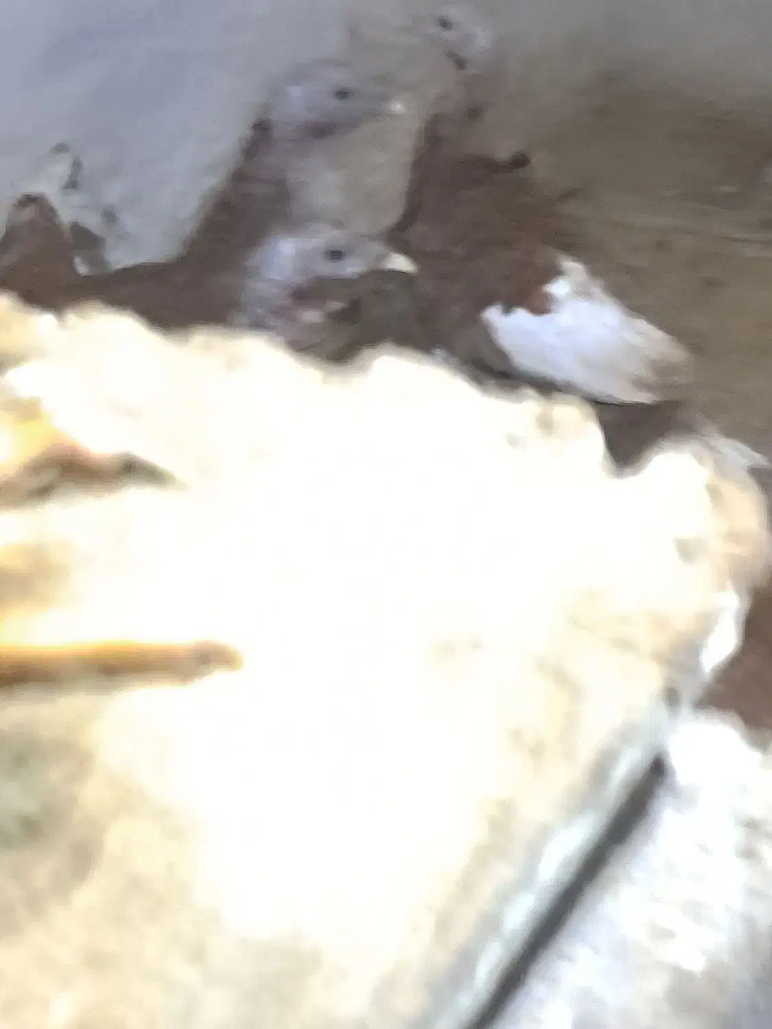 بوقلمون|حیوانات مزرعه|اردبیل, |دیوار