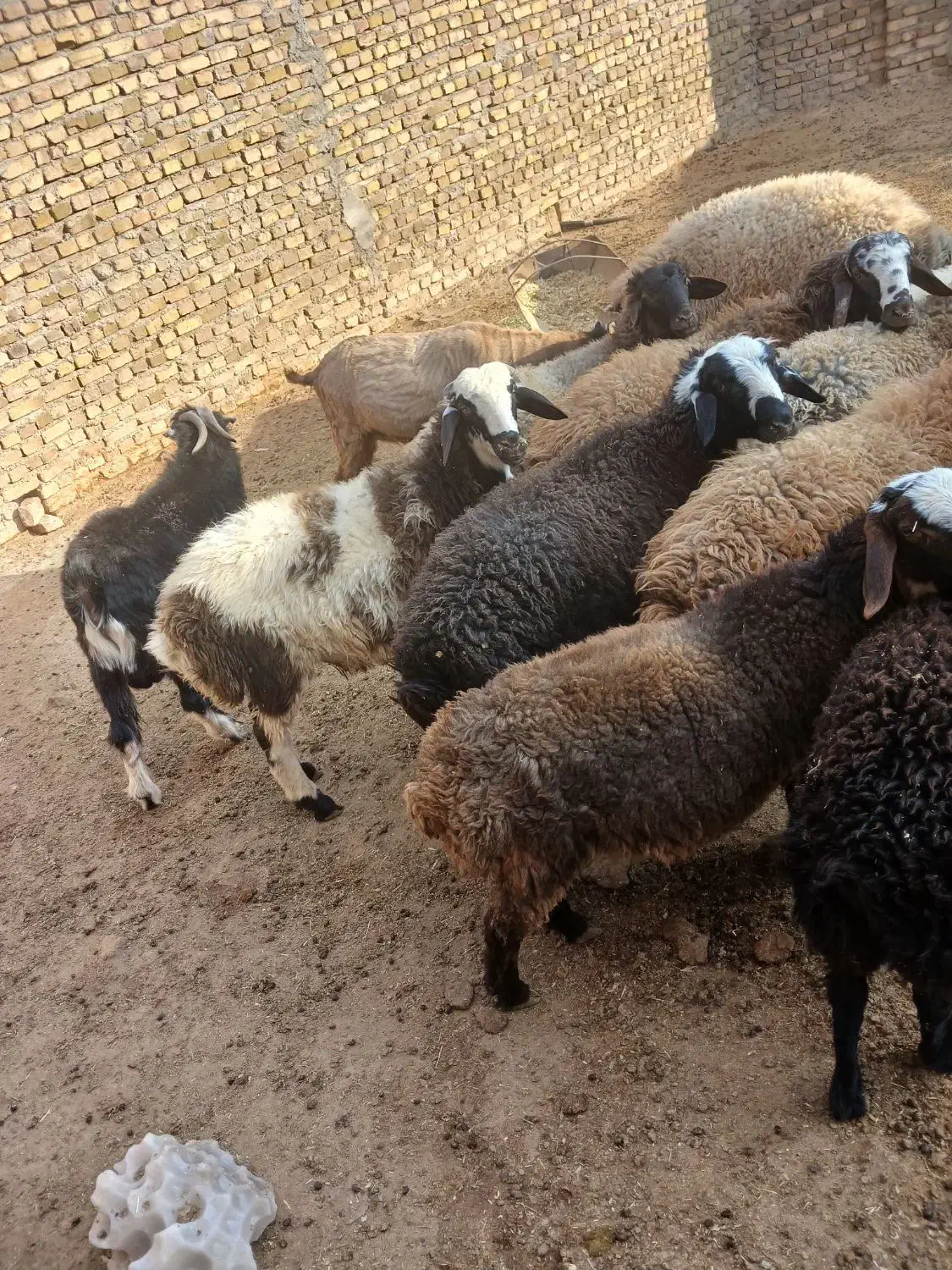 بره نر|حیوانات مزرعه|اشتهارد, |دیوار