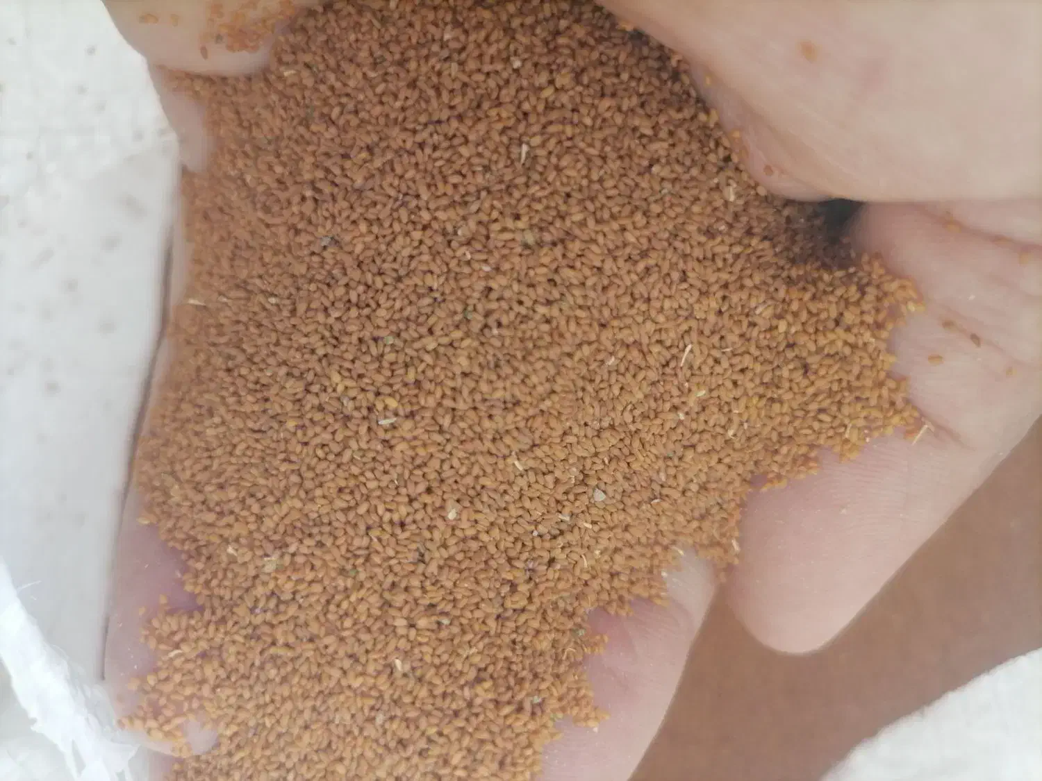 خاکشیر|عمده‌فروشی|مرودشت, ژیان|دیوار