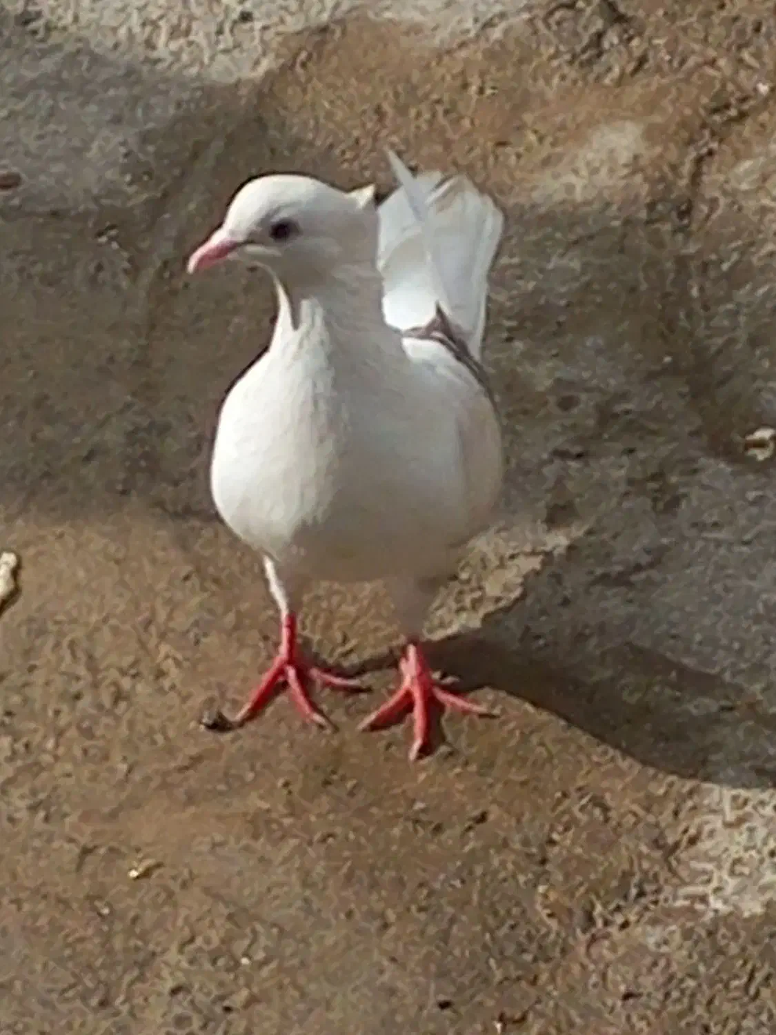 فروش هیوان|پرنده|سوری, |دیوار