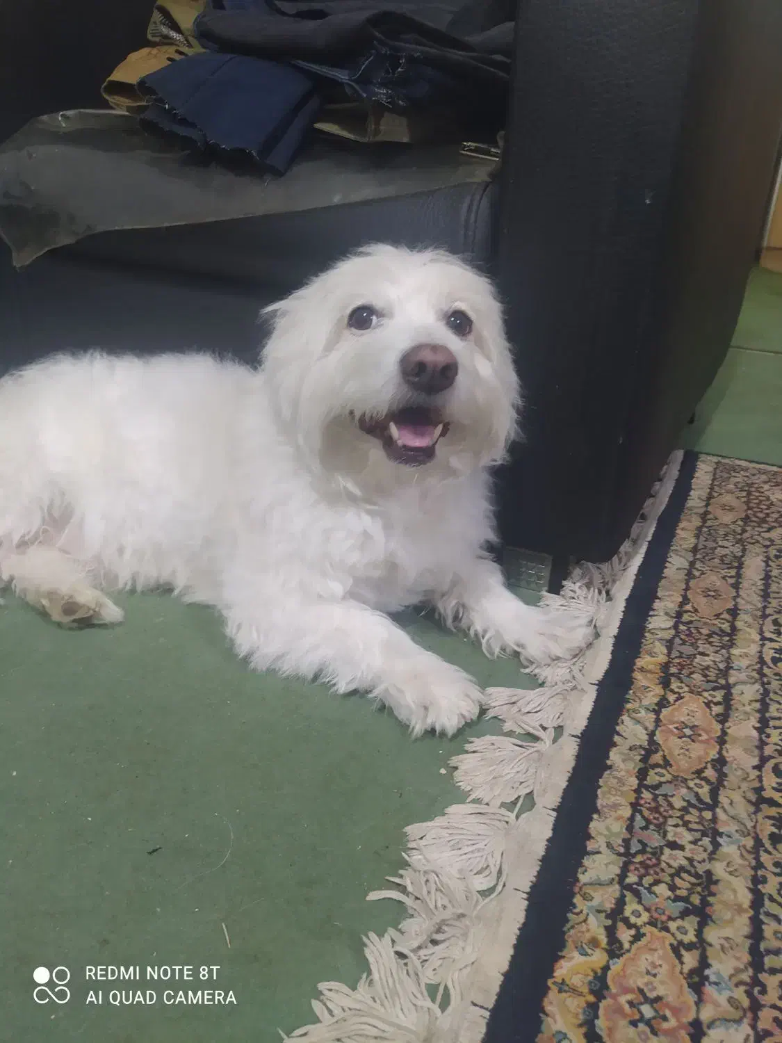 سگ گم شده|سگ|نجفآباد, کشاورز|دیوار