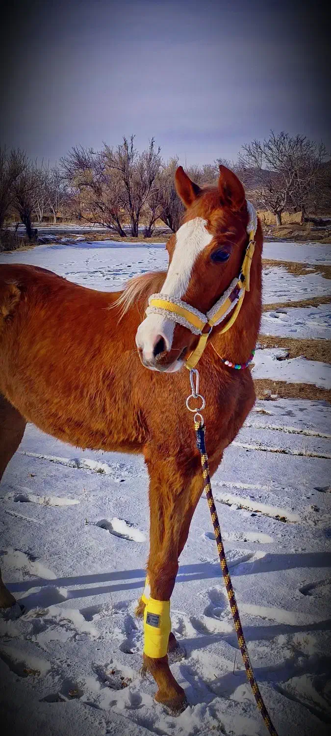 اسب اصیل کرد|اسب و تجهیزات اسب‌سواری|شاهنجرین, |دیوار