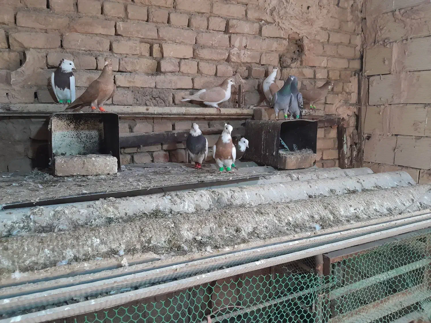 کبوتر|پرنده|خوشاب, |دیوار