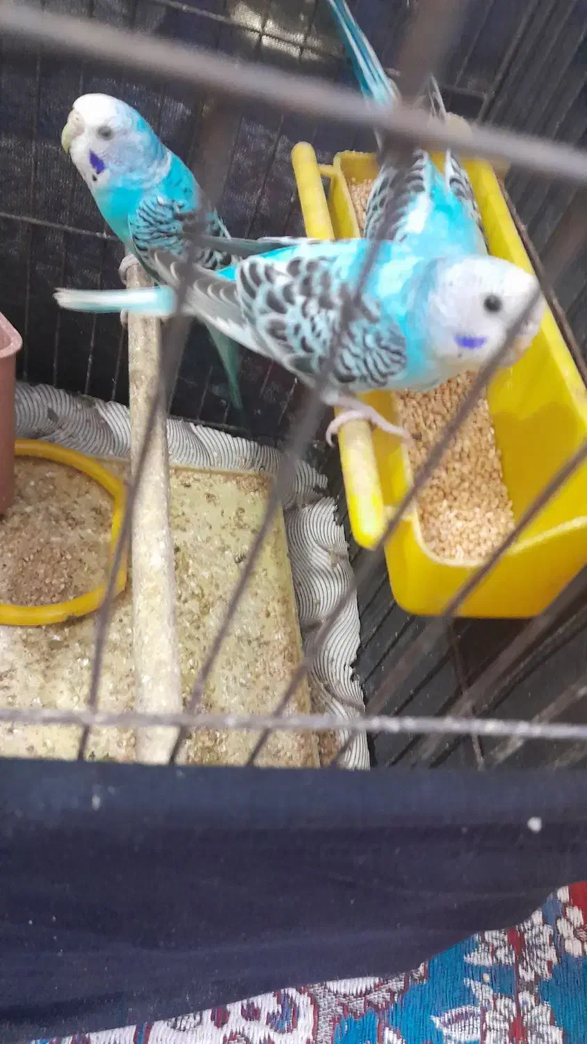 مرغ عشق|پرنده|بندر ماهشهر, |دیوار