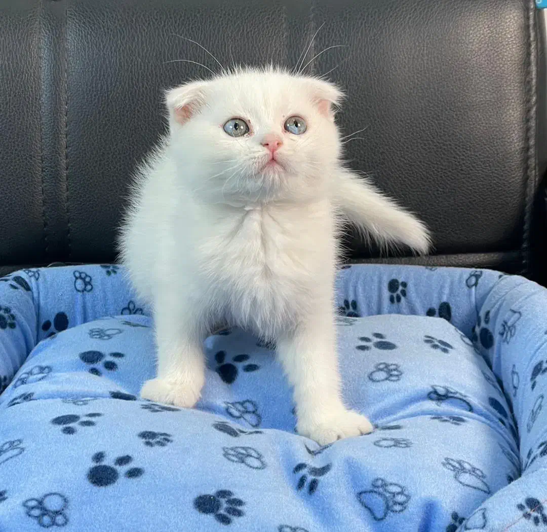 گربه اسکاتیش بریتیش پرشین|گربه|سقز, |دیوار