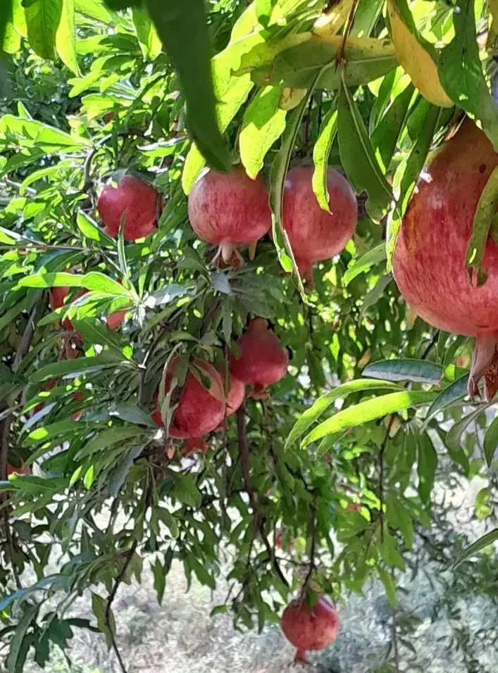 انار قلعه چم خطی وربی وانارسالم همه نوع.تست رایگان|خوردنی و آشامیدنی|قم, پاسدار|دیوار