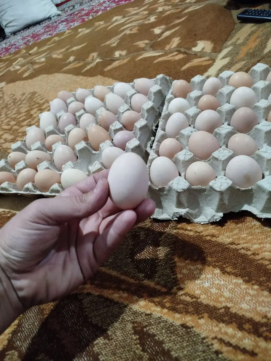 تخم مرغ نطفه دار محلی|حیوانات مزرعه|تبریز, |دیوار