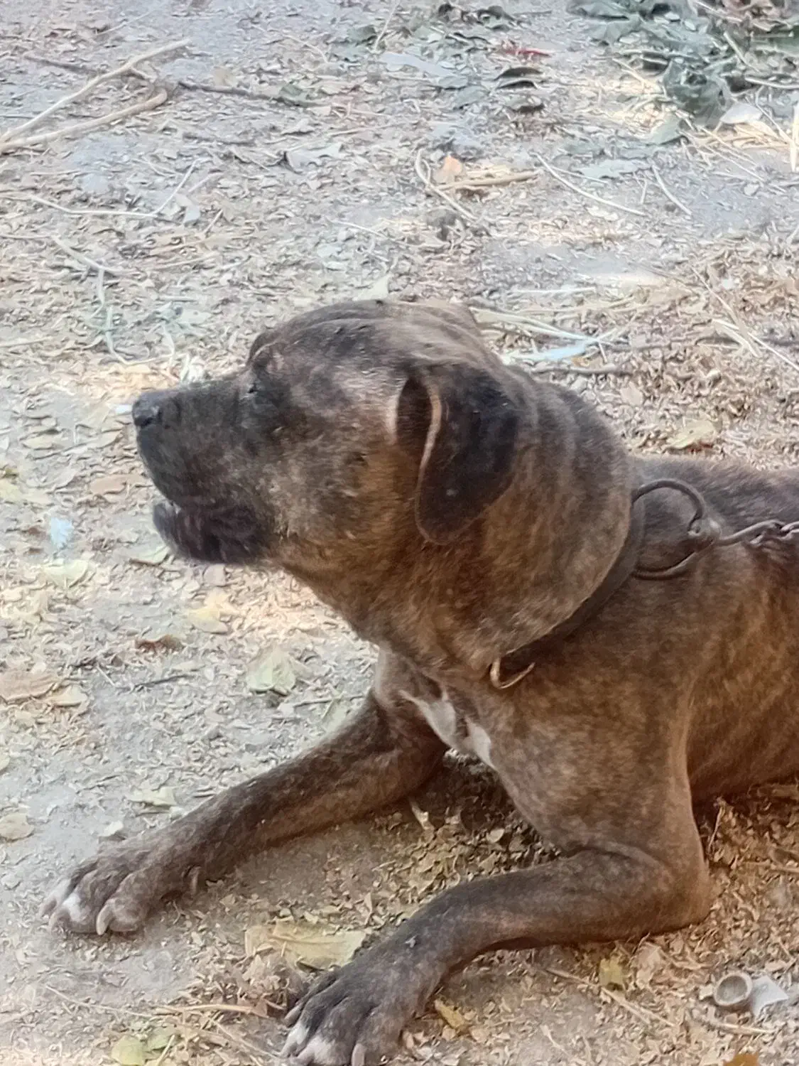 واگذاری سگ بول ماستیف|سگ|پیر بکران, |دیوار