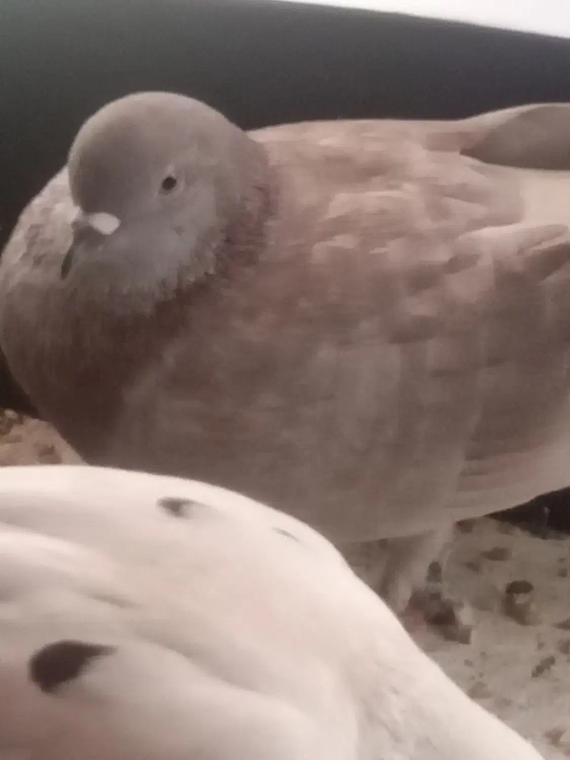 دو عدد کبوتر جفت|پرنده|تهران, امین حضور|دیوار