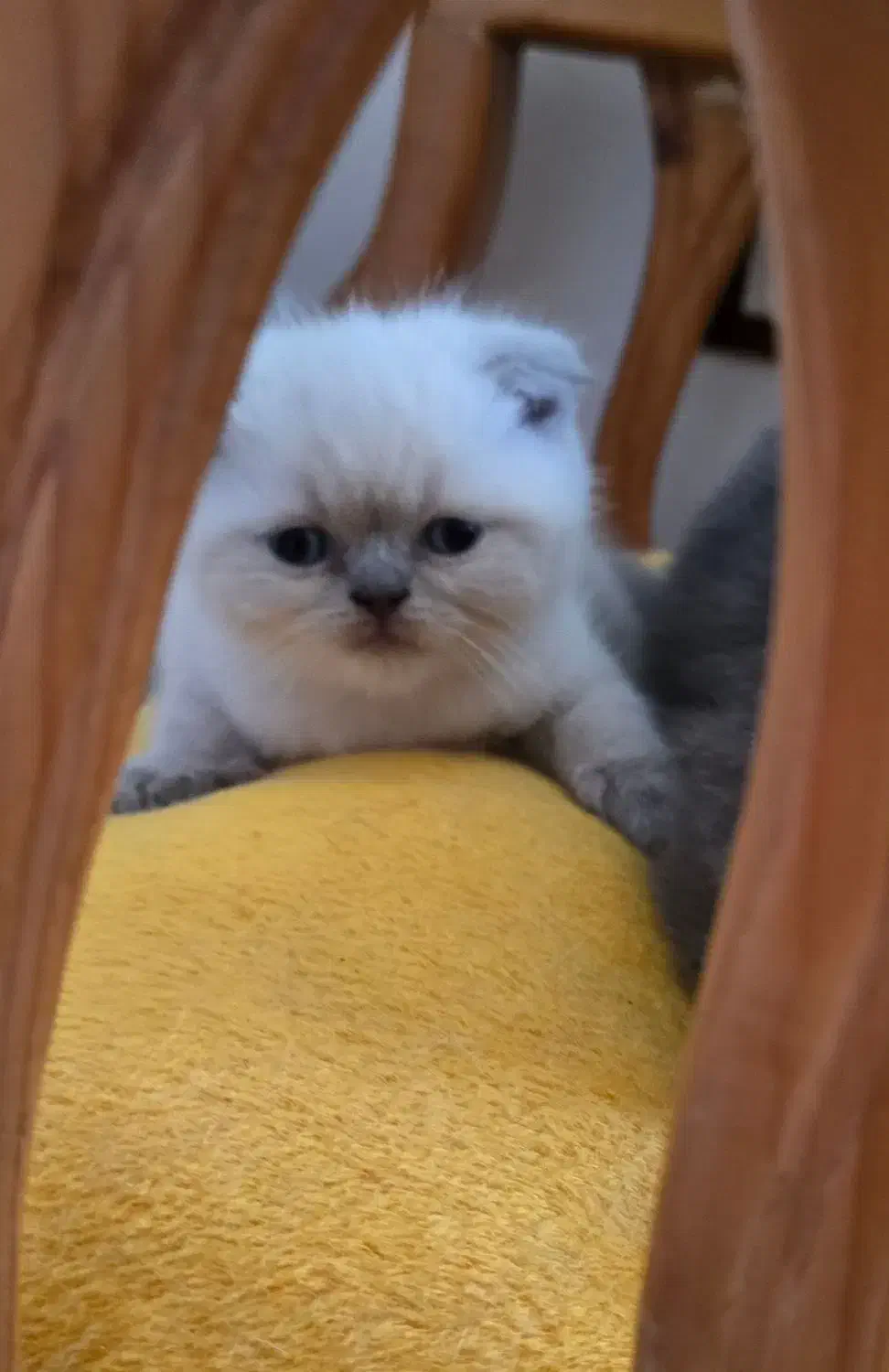 واگذاری اسکاتیش فولد ماده|گربه|ساری, |دیوار