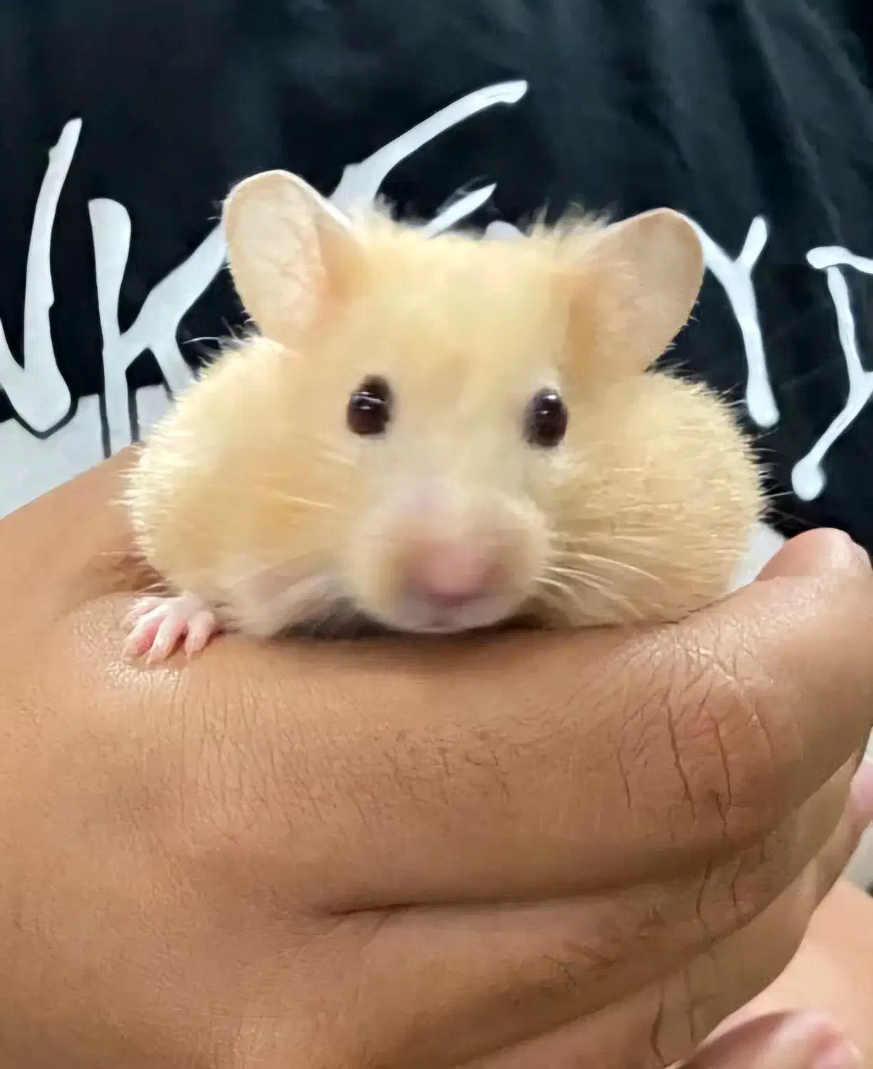 موش|موش و خرگوش|کرمان, |دیوار