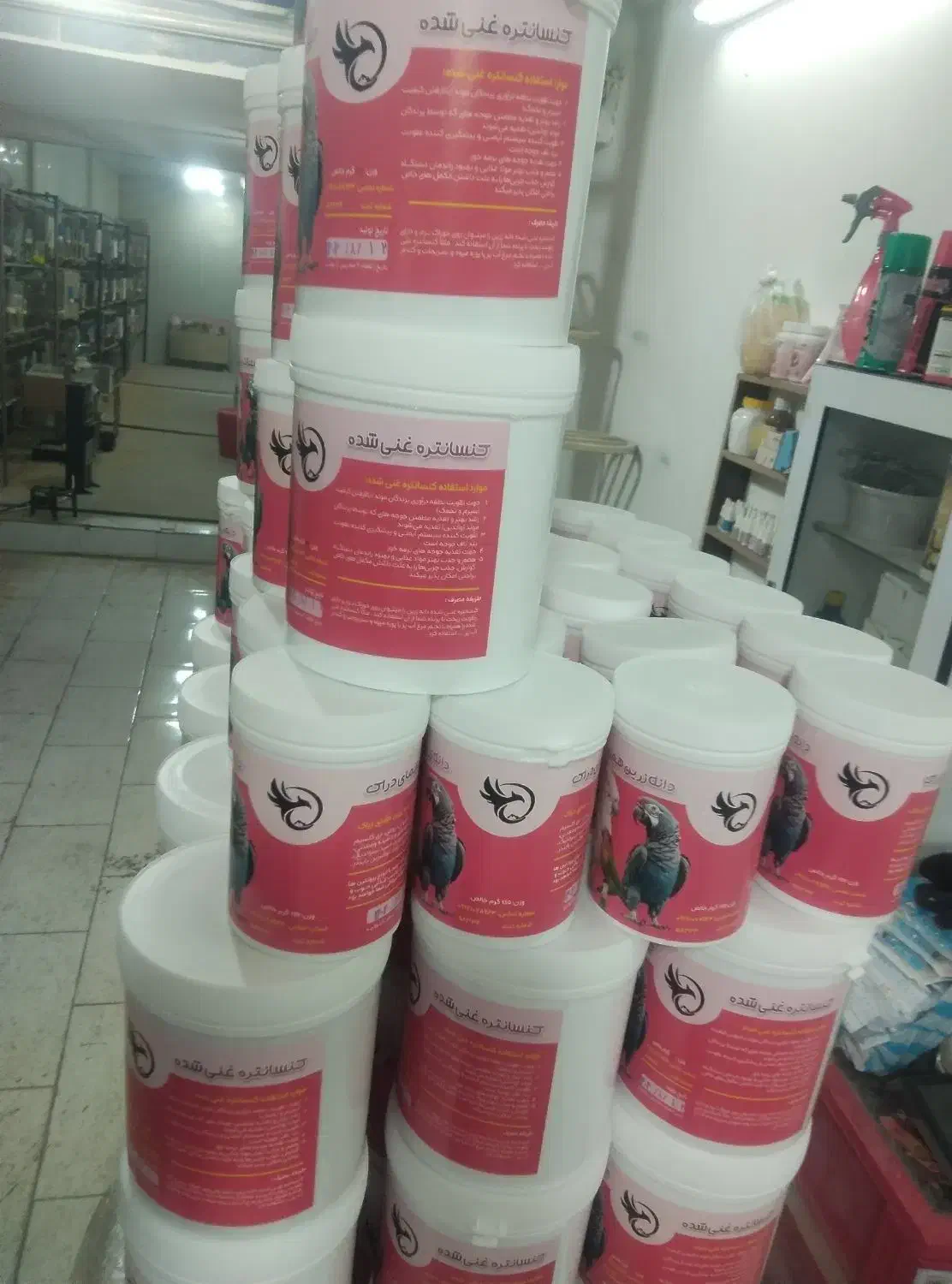 11عددکوتوله برزیلی فول فول اهلی آیهان|پرنده|خوی, |دیوار