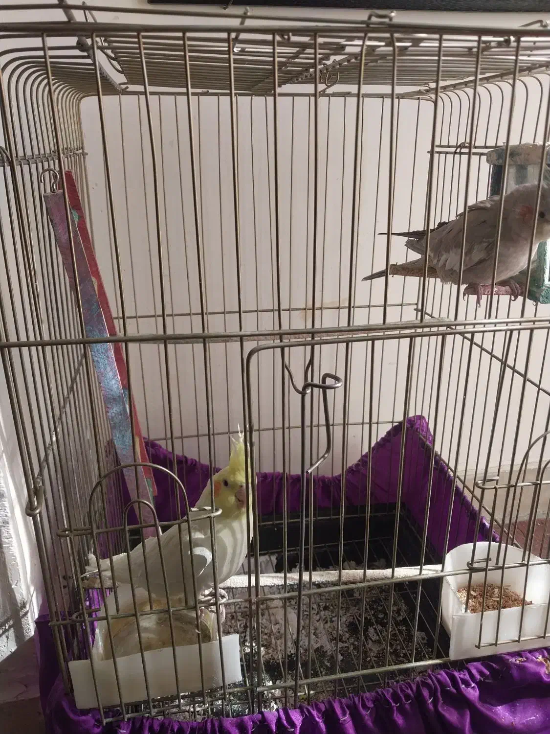 عروس هلندی دوعدد|پرنده|ملایر, |دیوار