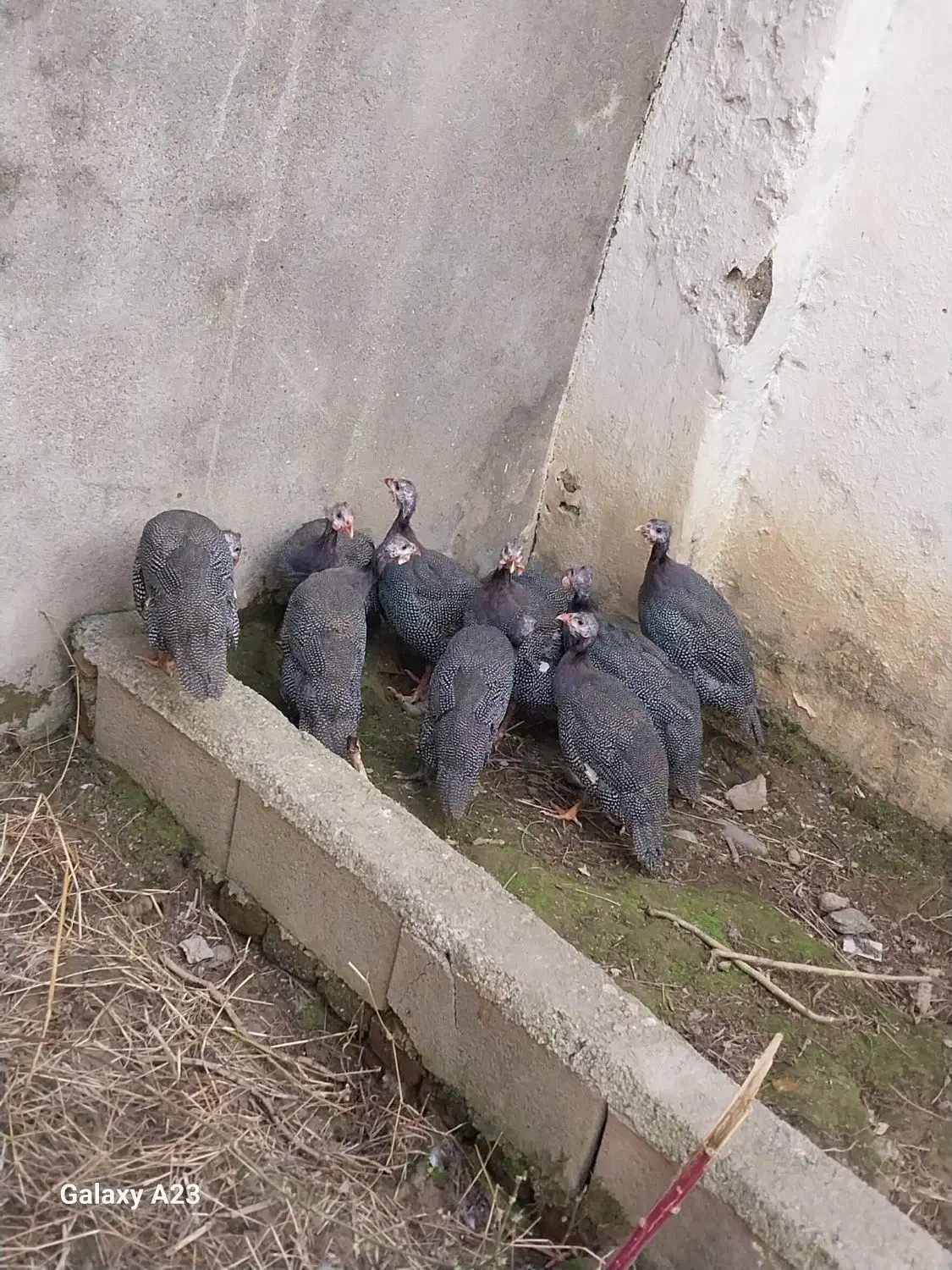 مرغ شاخدار ( سیساک )|حیوانات مزرعه|آمل, |دیوار