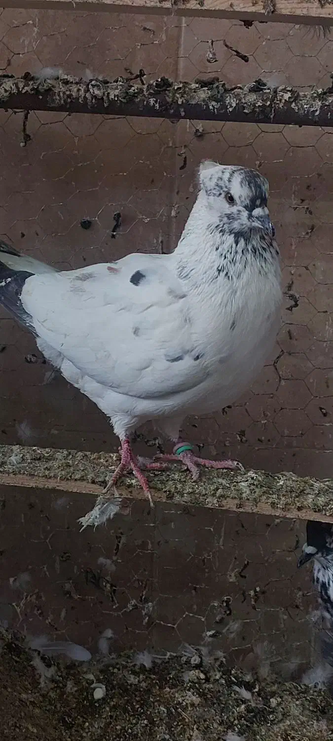 پرنده سرای داش حسن|پرنده|آمل, |دیوار