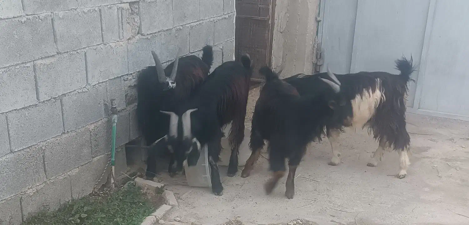 چهار کهره نرچاق وسرحال|حیوانات مزرعه|برازجان, |دیوار