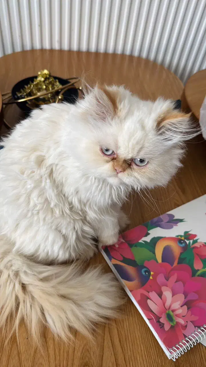 گربه|گربه|فولادشهر, C2|دیوار