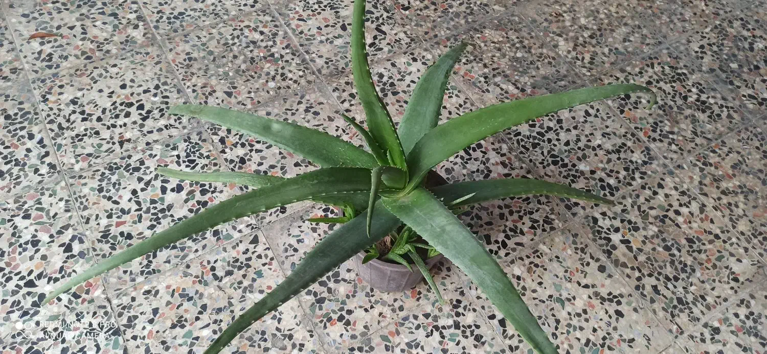 فروش گیاه الورا|گل و گیاه طبیعی|چابهار, |دیوار