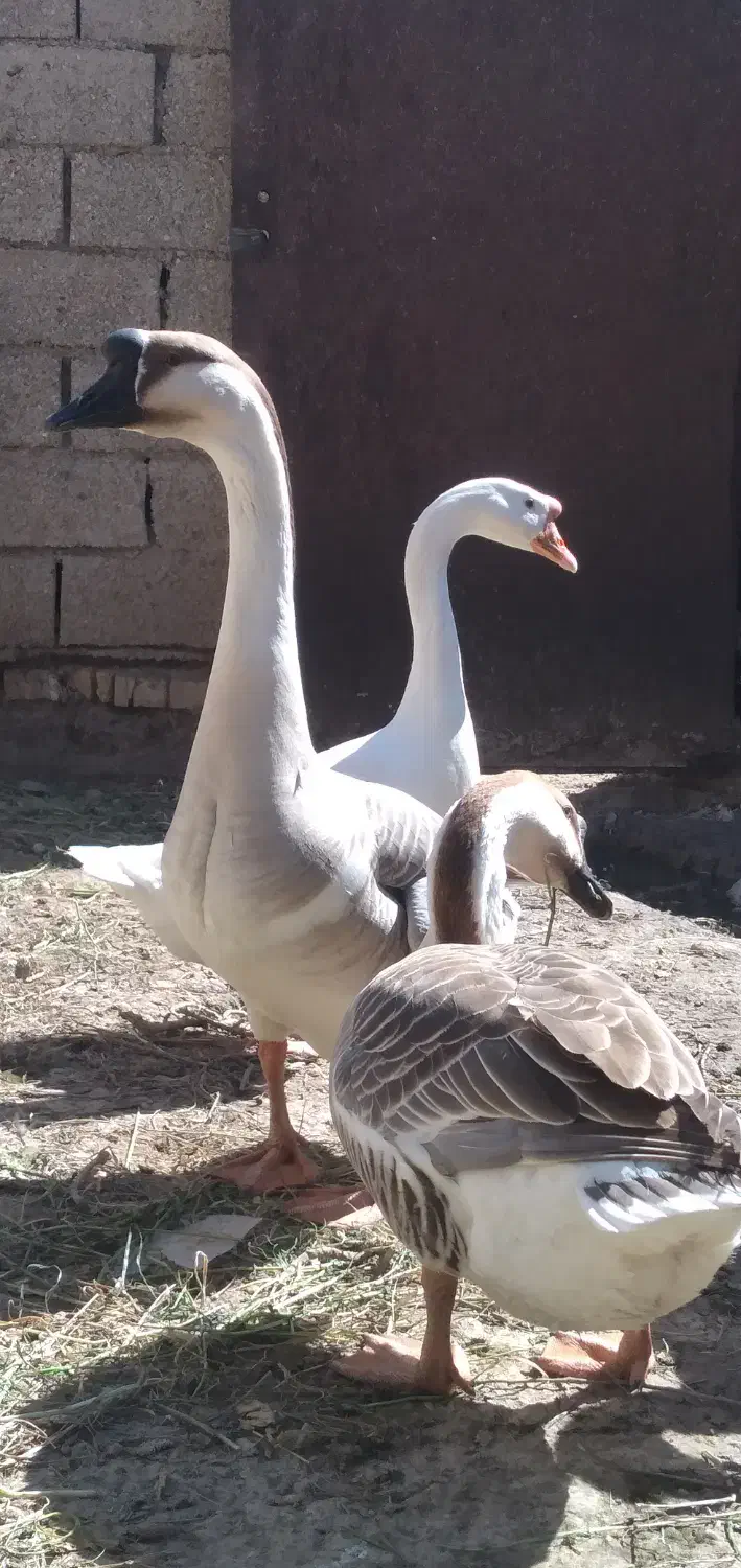 قوقاز|حیوانات مزرعه|سوسنگرد, |دیوار