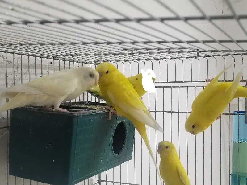 هلندی فروش|پرنده|بم, |دیوار