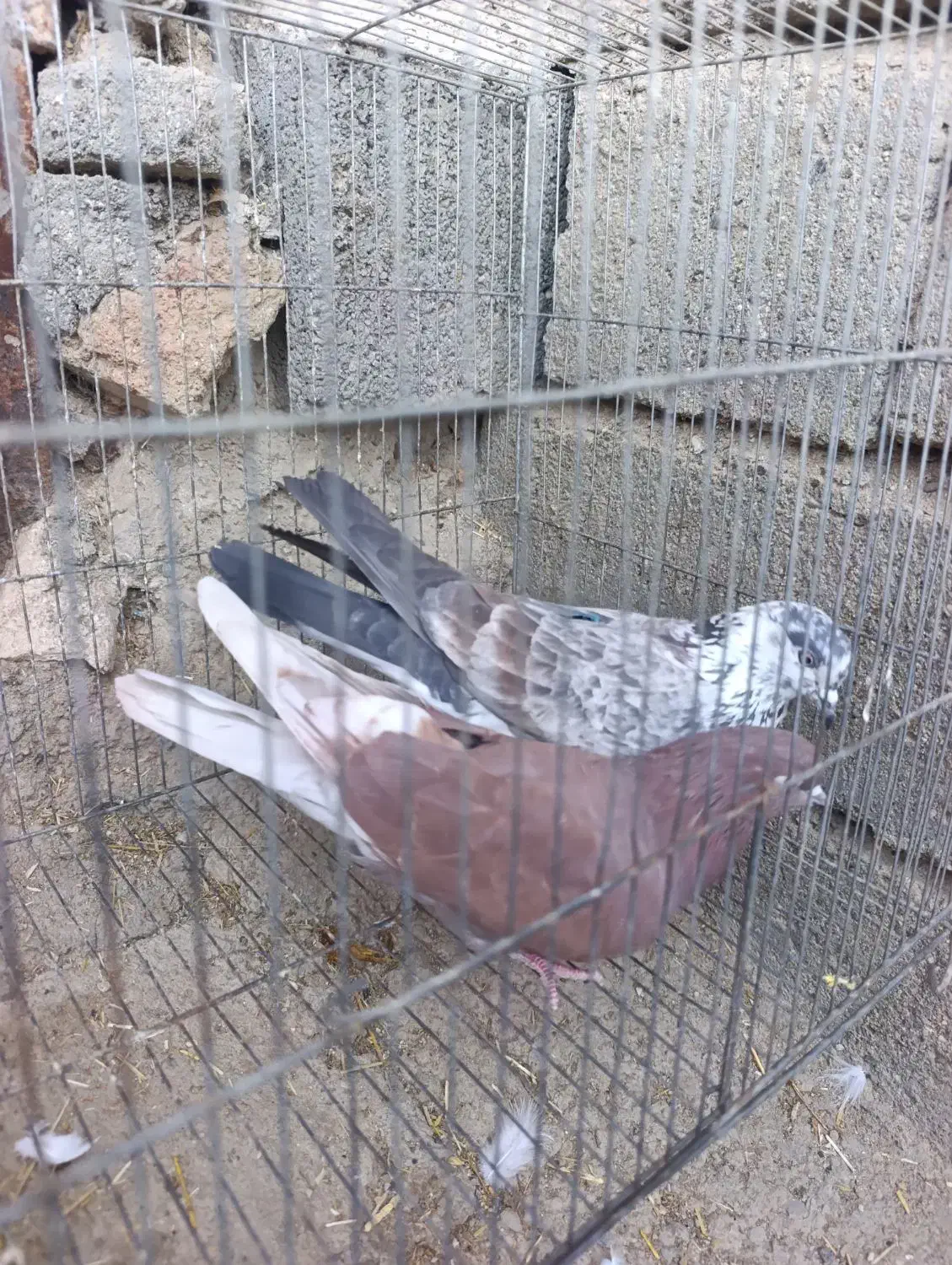 دوجفت تهرانی عروسک بشرت ناسختی|پرنده|دورود, |دیوار