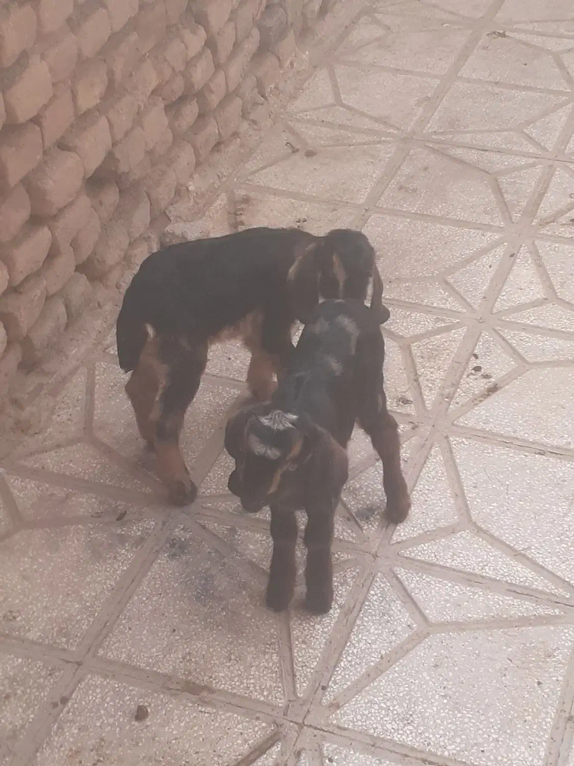 بزغاله شیری دوعدد یکی نر یکی ماده سالم سرحال|حیوانات مزرعه|سبزوار, اسلام آباد|دیوار