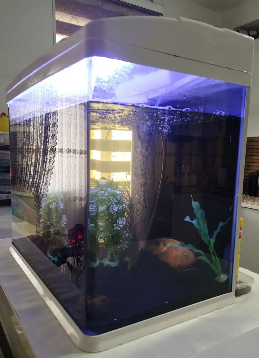 ماهی و آکواریوم شیشه خم شرکتی در حد نو در بیدستان|ماهی|قزوین, |دیوار