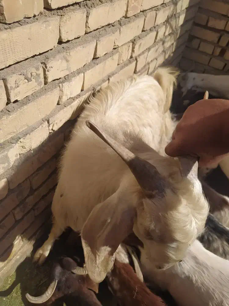 سلام دوستان عزیز|حیوانات مزرعه|جیرفت, |دیوار