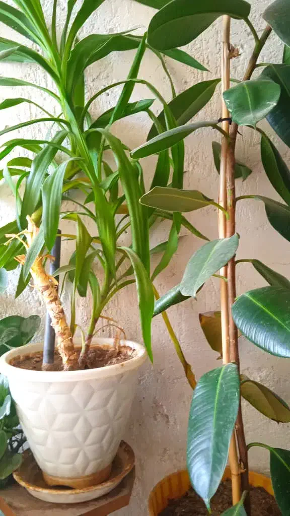 ۷گل گلدان ویک صندلی ارایشگاه ویک میزتلدزیون|میز تلفن|نورآباد ممسنی, |دیوار