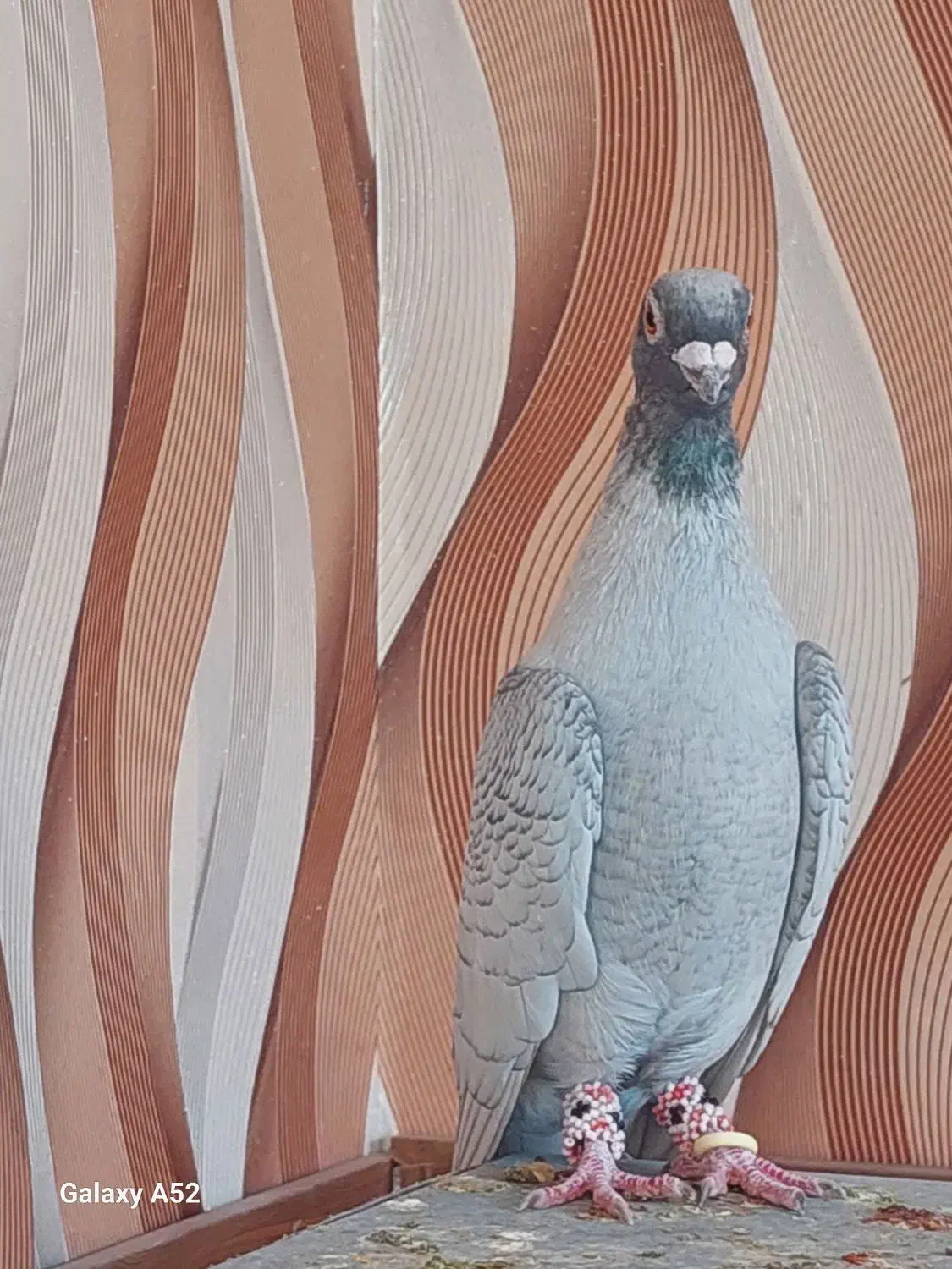 کبوتر هوایی|پرنده|سیدان, |دیوار