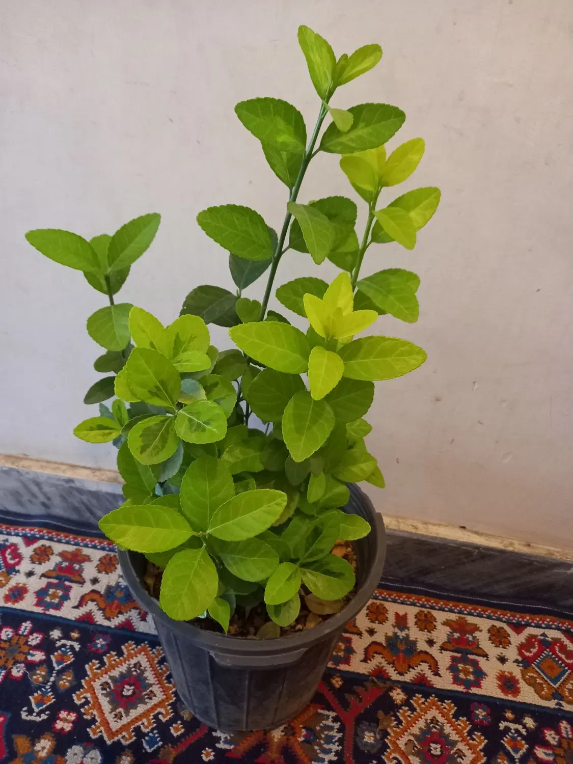 گل وگلدون|گل و گیاه طبیعی|بروجرد, |دیوار