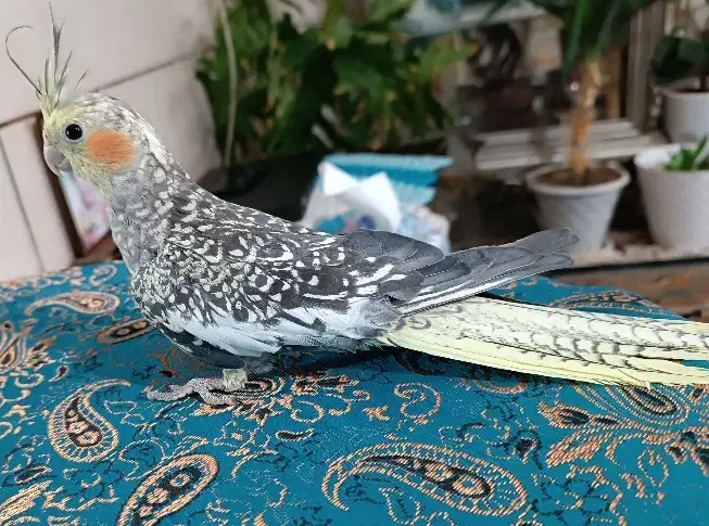 عروس هلندی تازه دون خور شده ۳ماهه|پرنده|شاهینشهر, گرگاب|دیوار