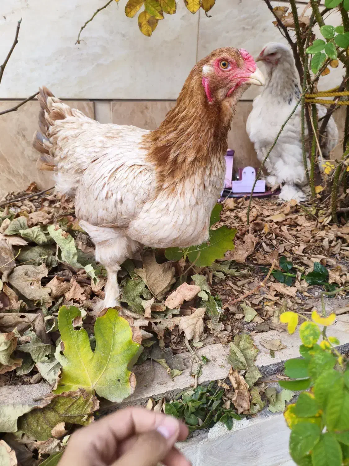 مرغ برهما|حیوانات مزرعه|تربت جام, پاسداران|دیوار