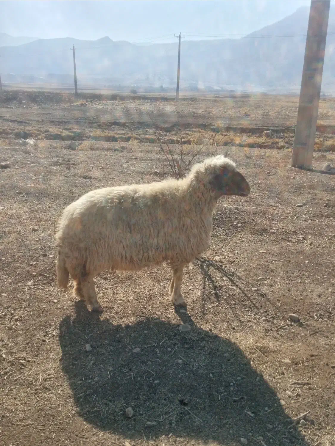 میش وشک|حیوانات مزرعه|ایلام, |دیوار