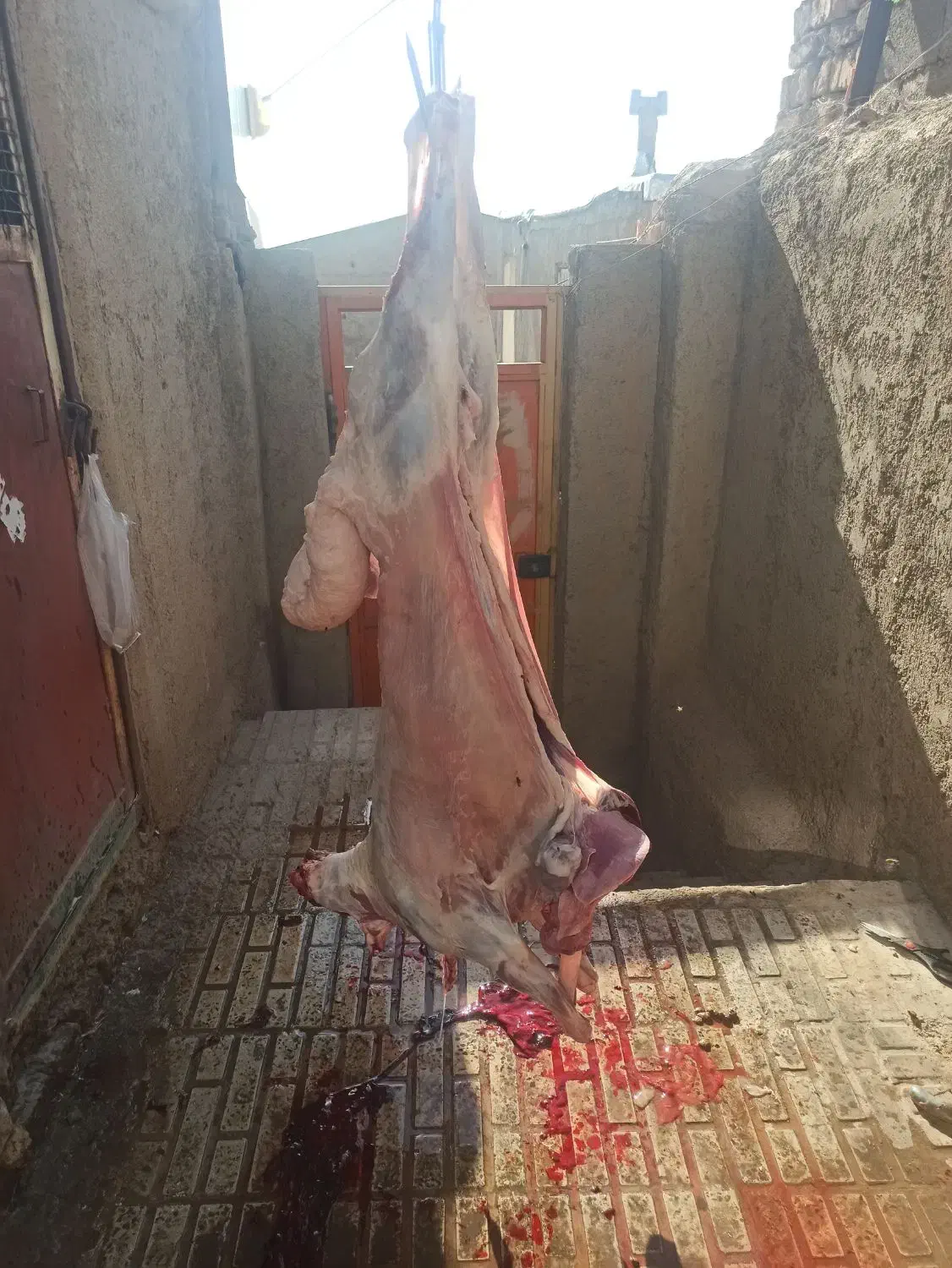 گوسفند زنده بره نر گوشت شقه ای|حیوانات مزرعه|هشتگرد, خور|دیوار