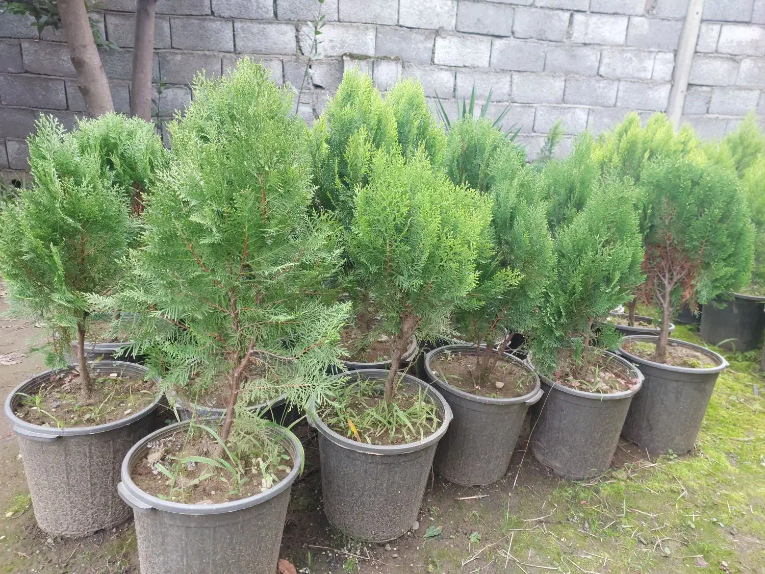 فروش گل و گیاه|عمدهفروشی|نشتارود, |دیوار