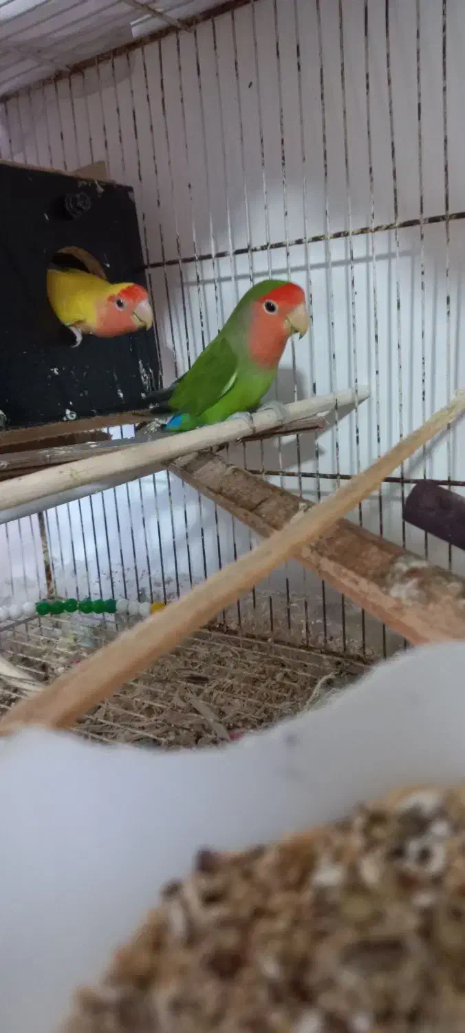 یک جفت طوطی برزیلی مولد|پرنده|ساری, |دیوار