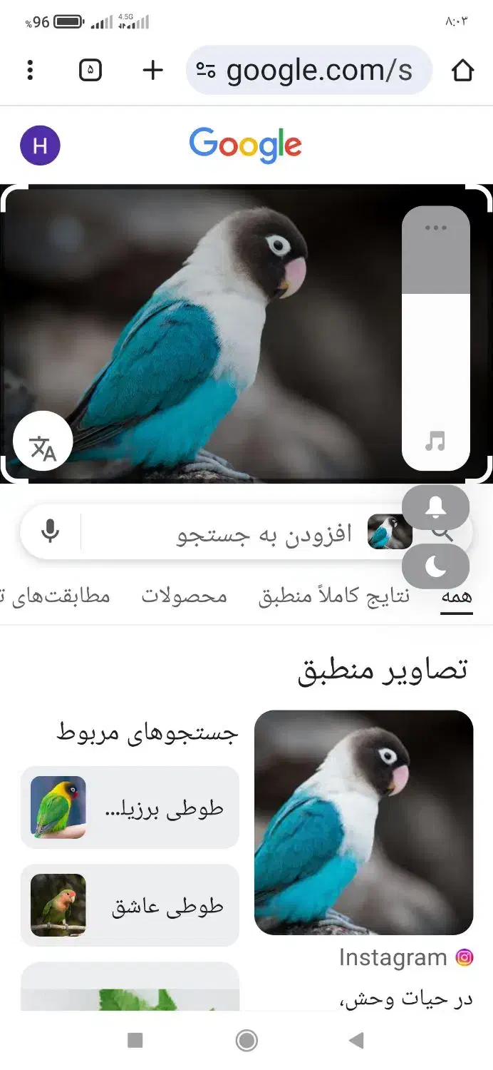 طوطی برزیلی|پرنده|املش, |دیوار