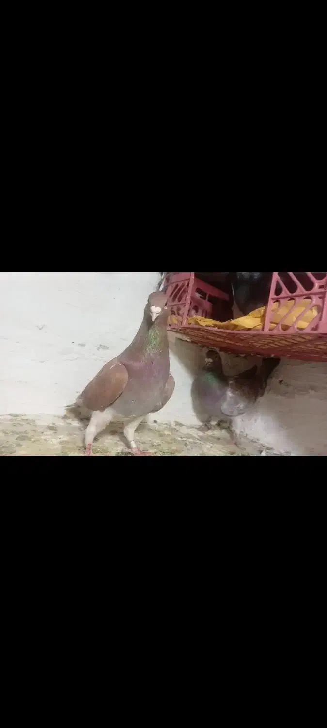 کبوتر|پرنده|جغتای, |دیوار